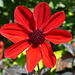 Dahlie in Rot