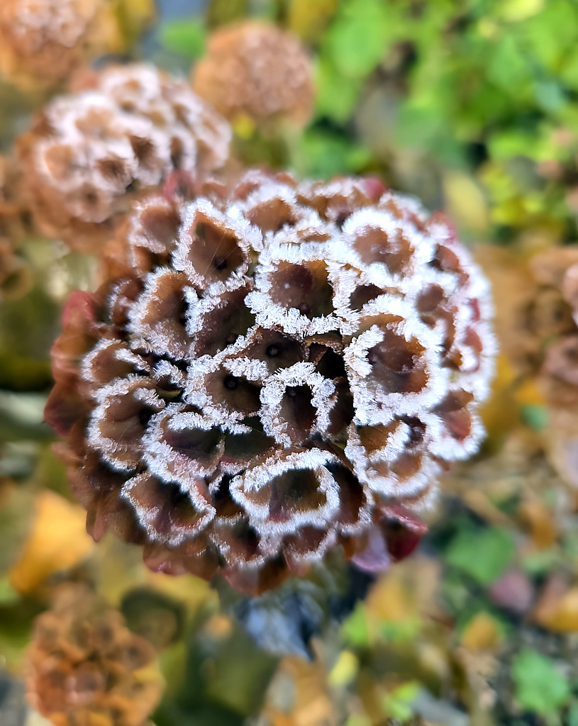 Frostige Hortensie