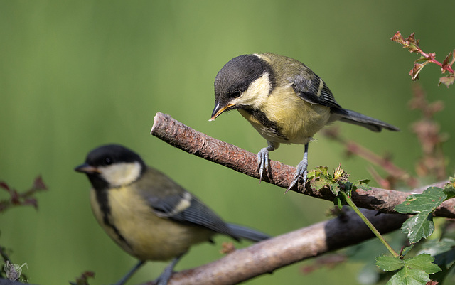 Great Tit