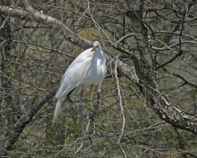 Great Egret