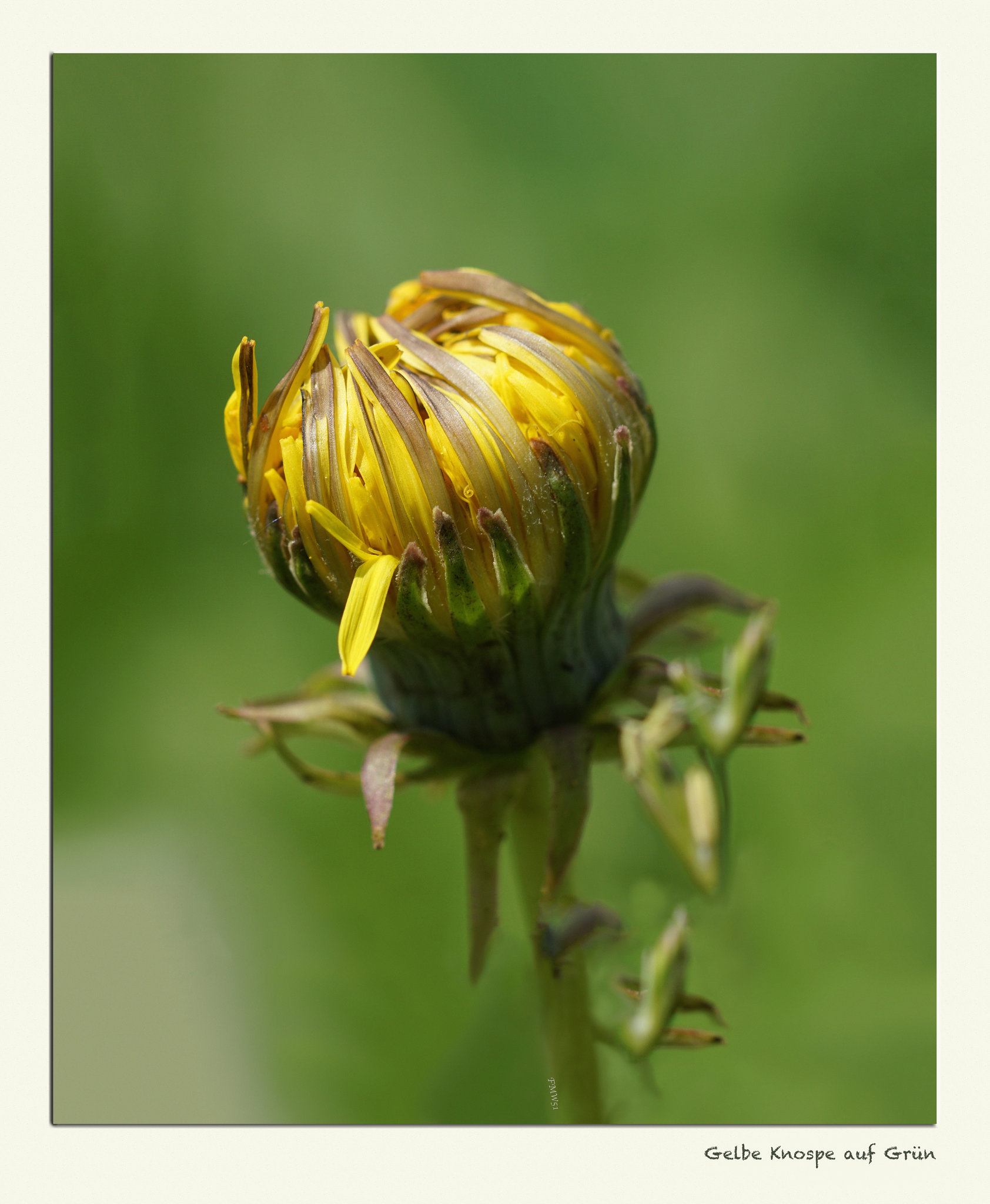 Gelbe Knospe auf Grün