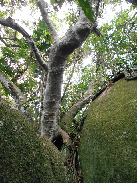 DSCN1391 - figueira-mata-pau ou muirapinima Coussapoa microcarpa, Urticaceae