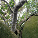 DSCN1391 - figueira-mata-pau ou muirapinima Coussapoa microcarpa, Urticaceae