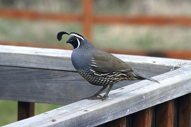 California Quail