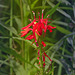 A stem of Cardinal flowers