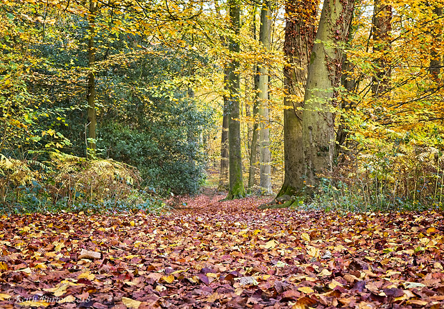 Autumn Trail