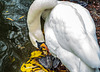 The Swan That Lives In The Park