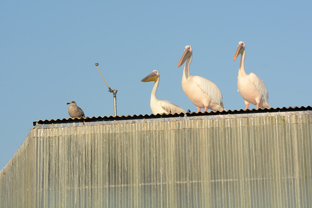 Namibia, Walvis Bay, Three Pelicans Waiting for A Treat