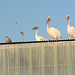 Namibia, Walvis Bay, Three Pelicans Waiting for A Treat