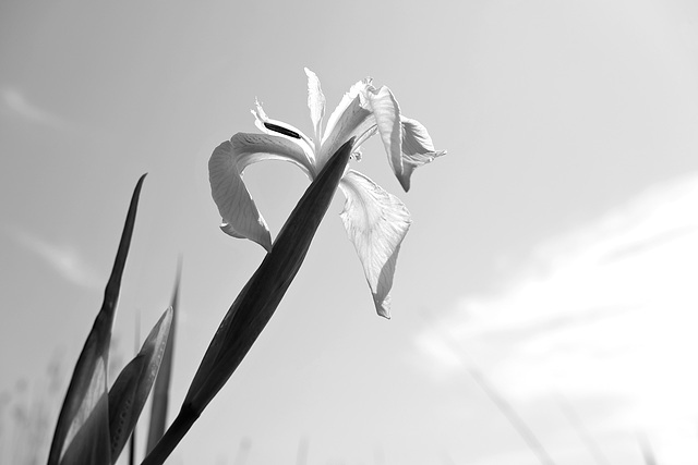 Nature in black and white