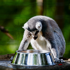 20240825_Aschersleben Tierpark (Nikon D800+Nikon D2x)