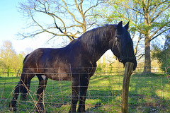 Strong Horse
