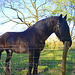 Strong Horse
