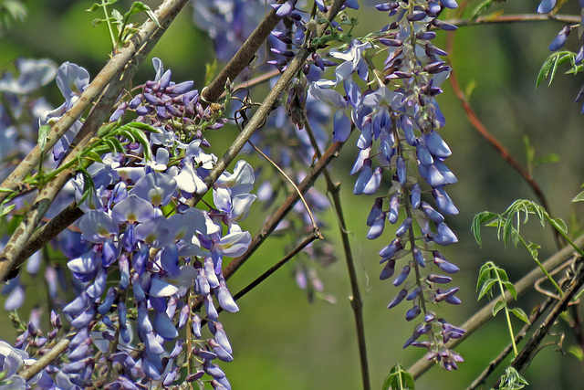 Wisteria