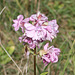 Beautiful Wild Soapweed (Saponaria officinalis) A01-02