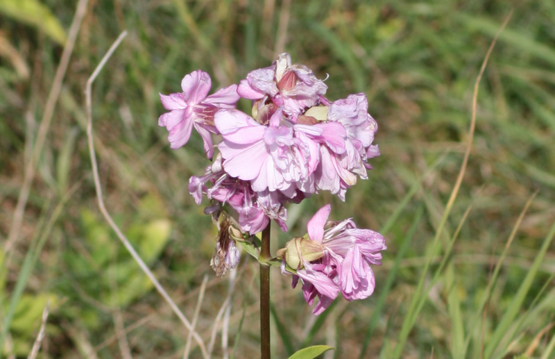 Beautiful Wild Soapweed (Saponaria officinalis) A01-02