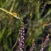 In balance on the heather