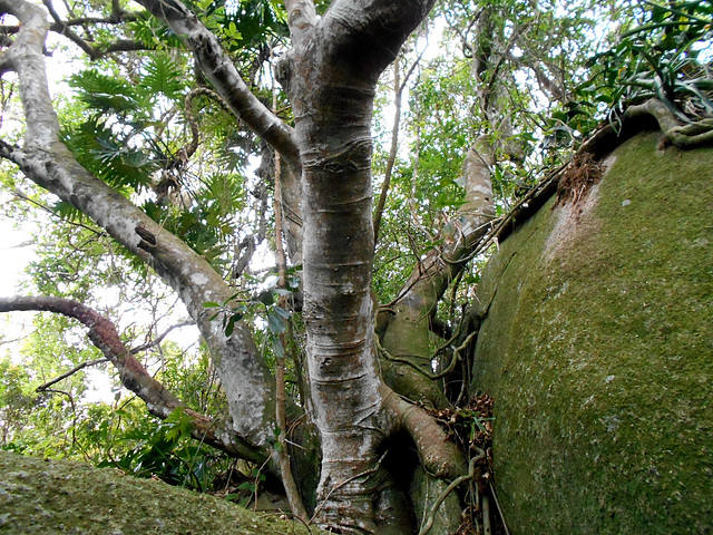 DSCN1392 - figueira-mata-pau ou muirapinima Coussapoa microcarpa, Urticaceae