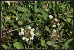 Prunella laciniata (2)