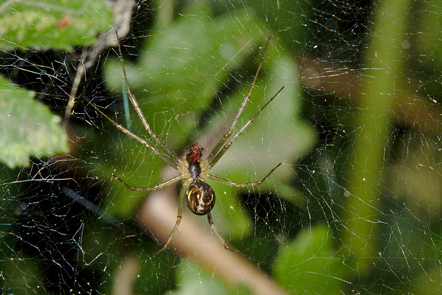 Spider IMG_7713