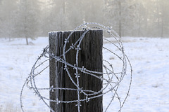 Frosted Fence