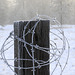 Frosted Fence