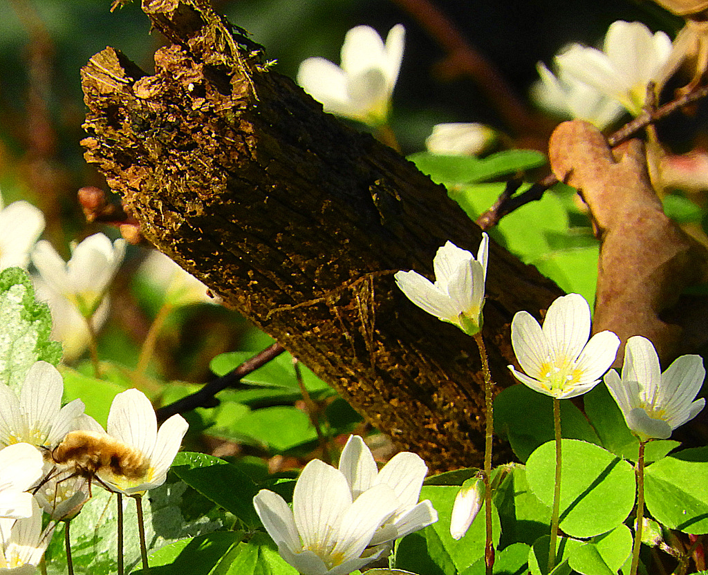 Forest  Flowers