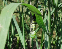 transformation de la chenille en chrysalide