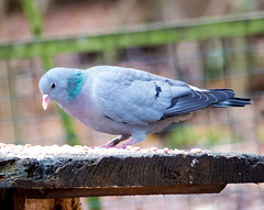 Pigeon selecting nuts