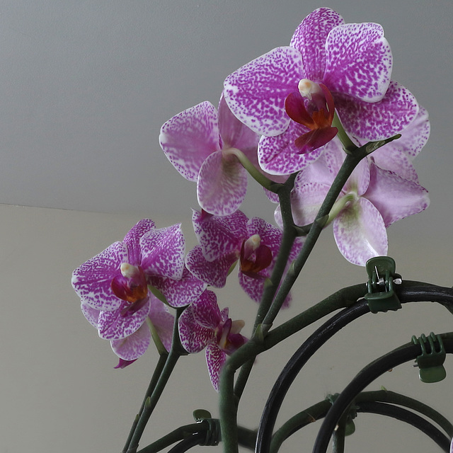 OrchidDC IMG 2041