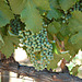 Grapes on fence