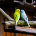 20240825_Aschersleben Tierpark (Nikon D800+Nikon D2x)