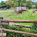 HFF - Giraffennachwuchs im Zoo Leipzig HFF - Giraffennachwuchs im Zoo Leipzig