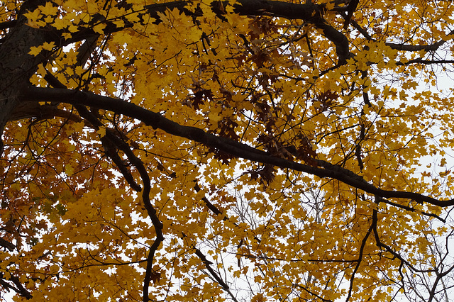 Fall foliage up above
