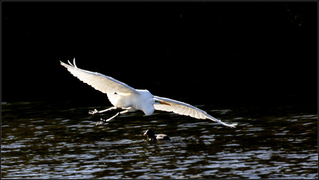 Grande aigrette