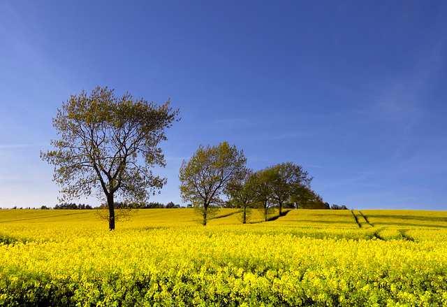 blau-gelber Frühsommer