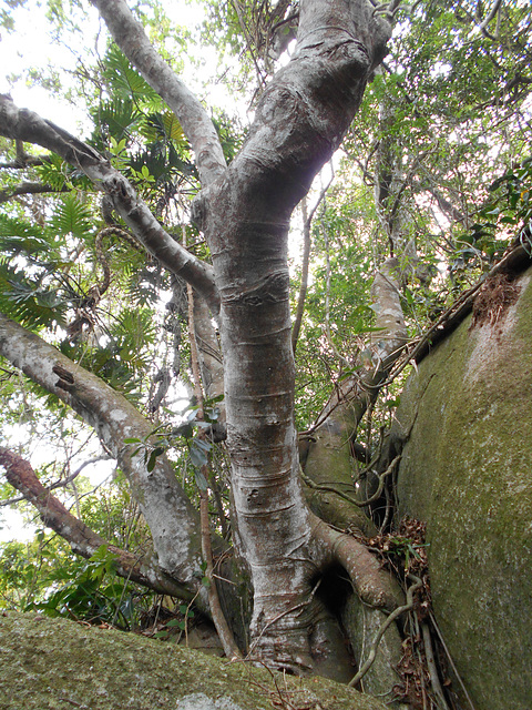 DSCN1393 - figueira-mata-pau ou muirapinima Coussapoa microcarpa, Urticaceae