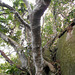 DSCN1393 - figueira-mata-pau ou muirapinima Coussapoa microcarpa, Urticaceae