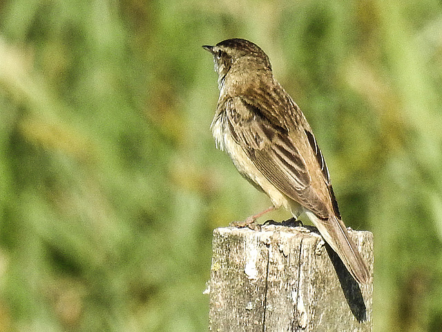 20170518 1542CPw [A+H] Schilfrohrsänger (Acrocephalus schoenobaenus), Neusiedler See