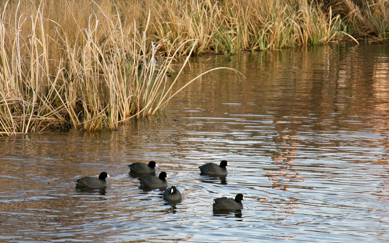 Water birds, Bridgeton Marina