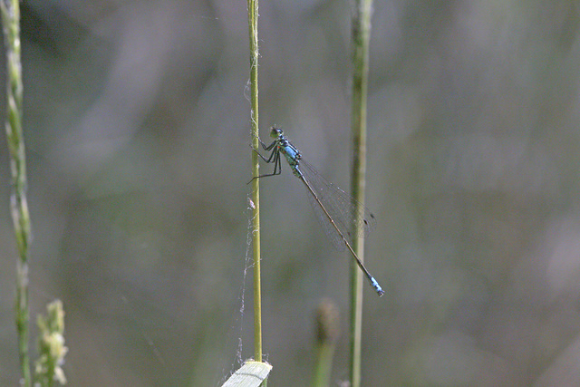 Western Forktail Damselfly