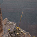 Agave utahensis, Yant,, Grand Canyon USA