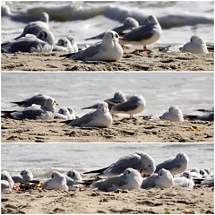 l'heure de la sieste des mouettes rieuses