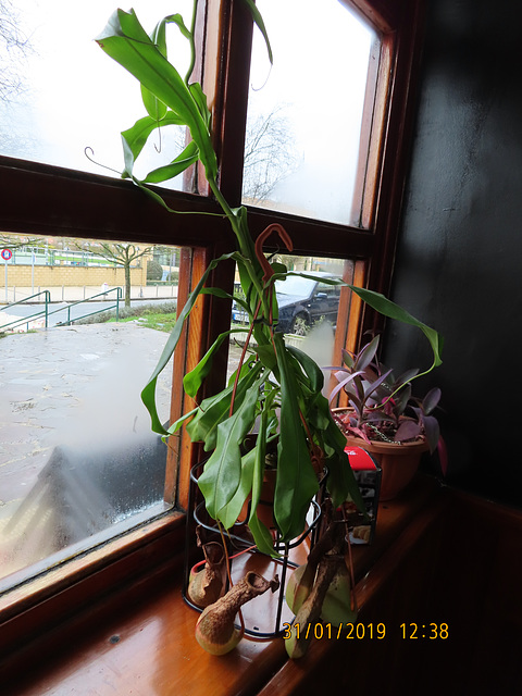 Nepenthes (planta carnívora), 1