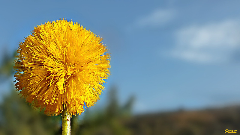 Soleil des  fêtes  ⭐ ⭐ ⭐