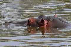 Hippopotame