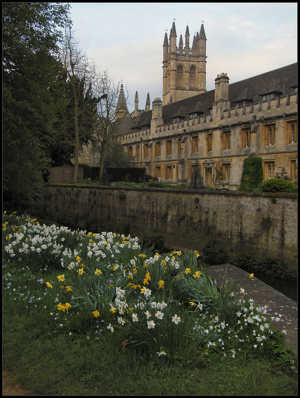 Magdalen daffs