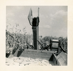 Harvesting Corn in the 1940s