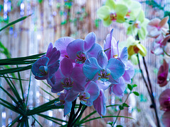 orquídea 7