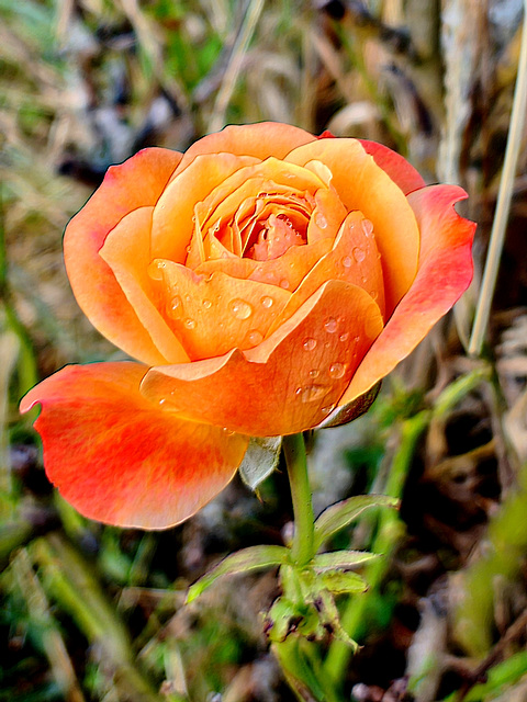 Ce matin / This morning [EXPLORER]